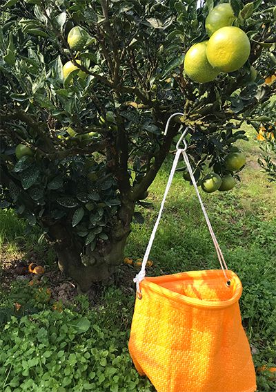 収穫枝掛けフック 新発売