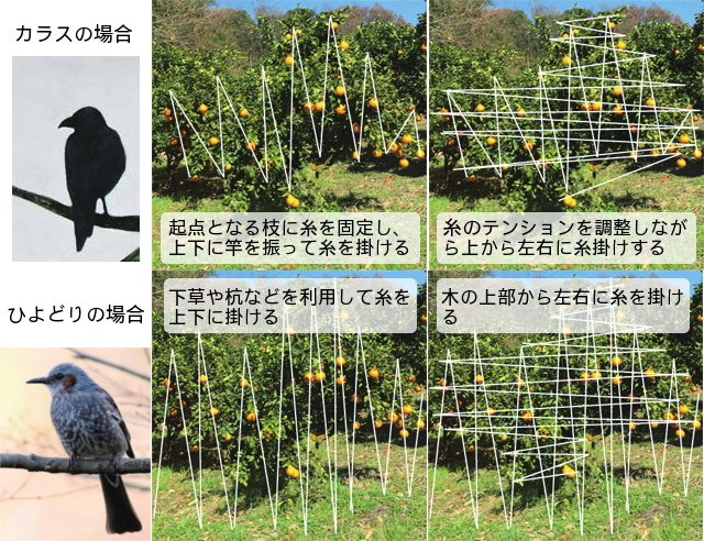 カラス用の掛けかた