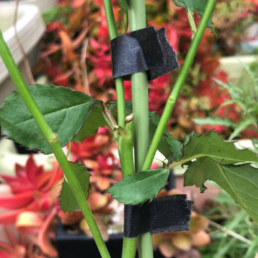 和ガーデンテープ墨黒動画公開